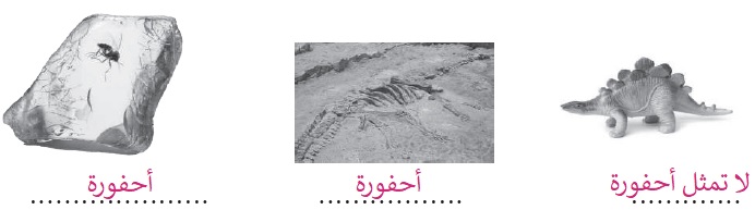 أيها تمثل أحفورة؟ أيها تمثل أحفورة؟